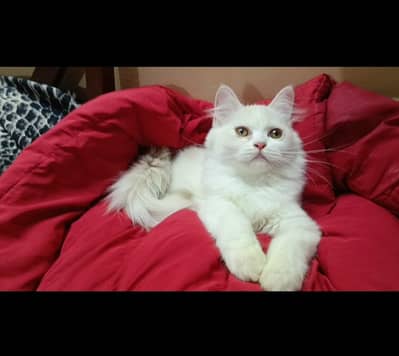 persian kitten/cat/female/triple coat