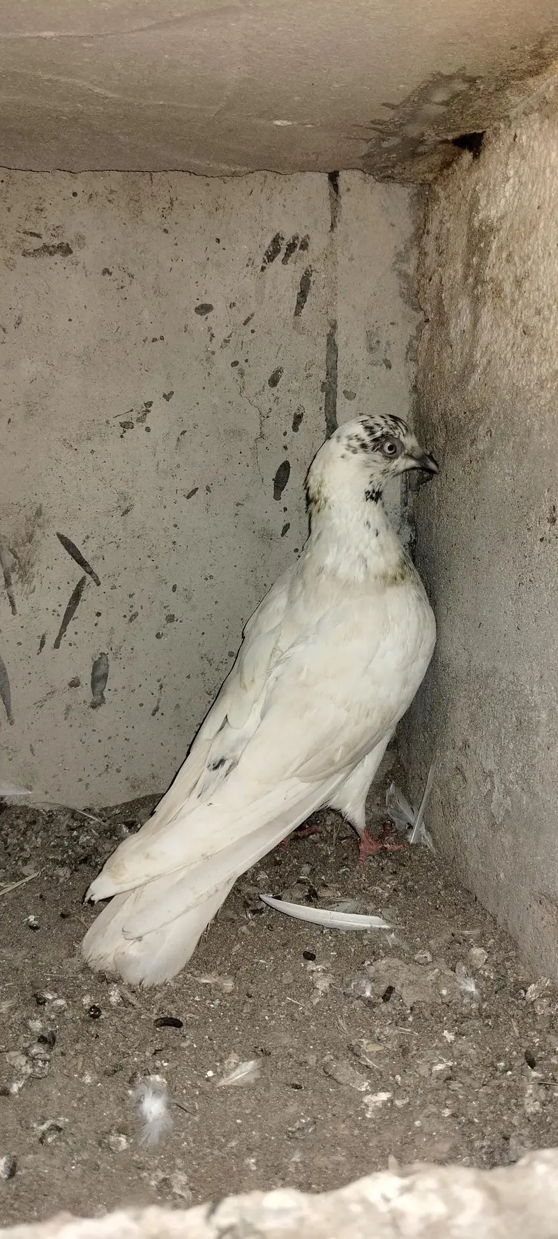 pure patti wale — photo 10