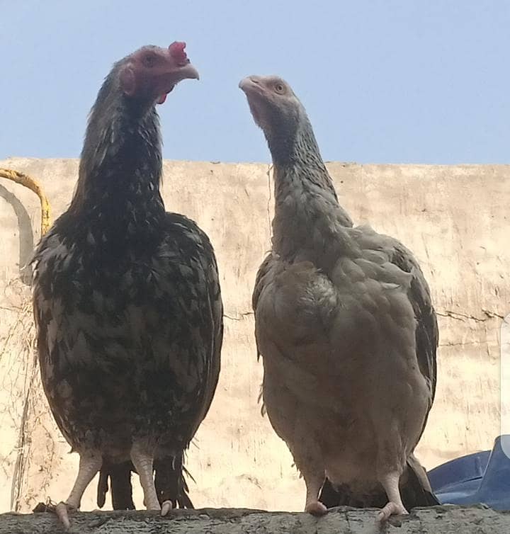 Hens. 0