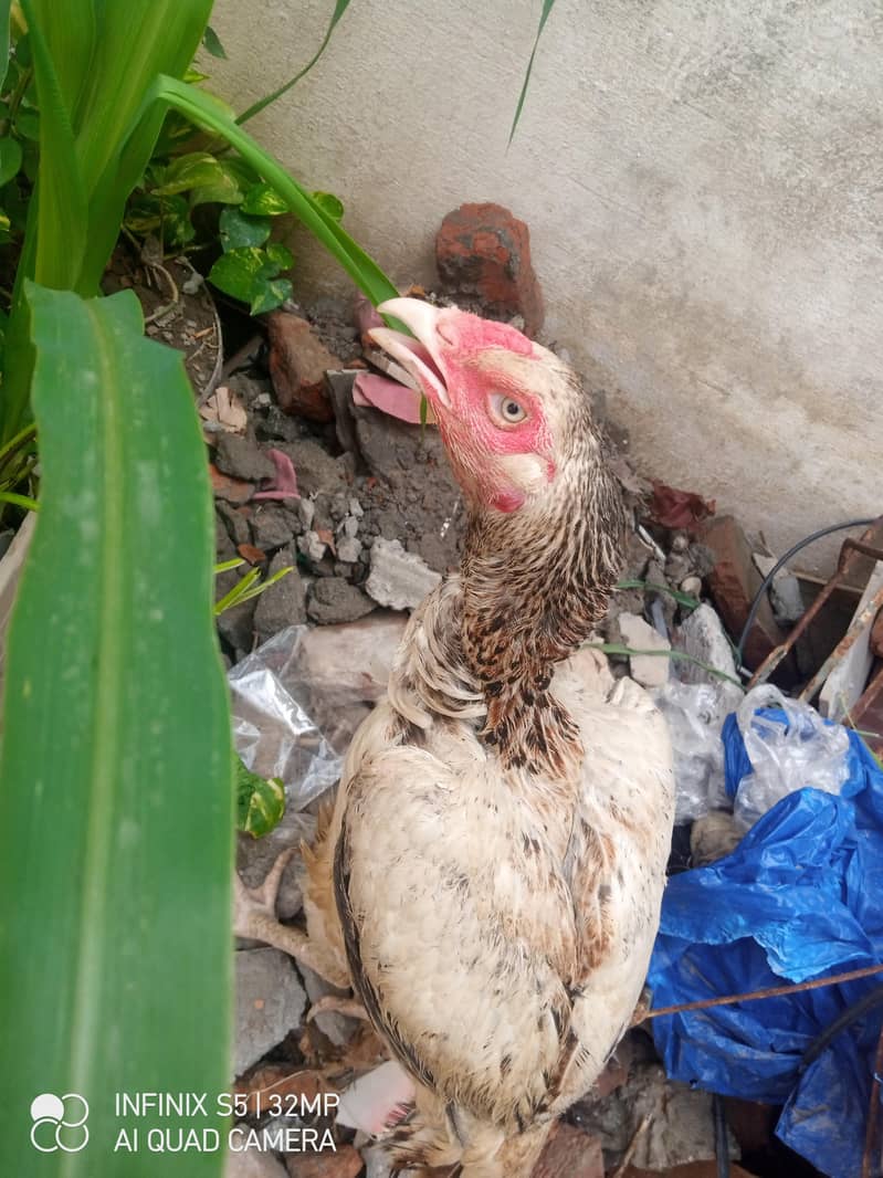 Hens. 1
