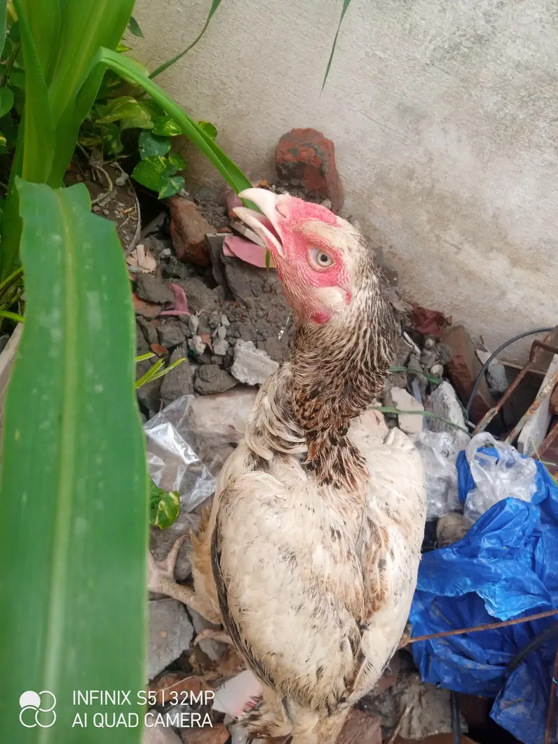 Hens. — photo 2