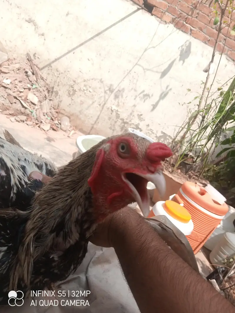 Hens. — photo 3