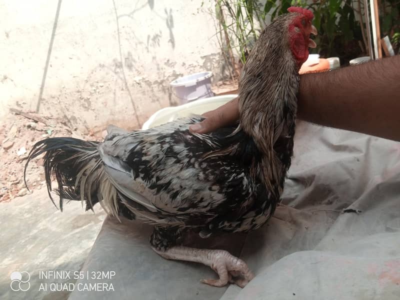 Hens. 3