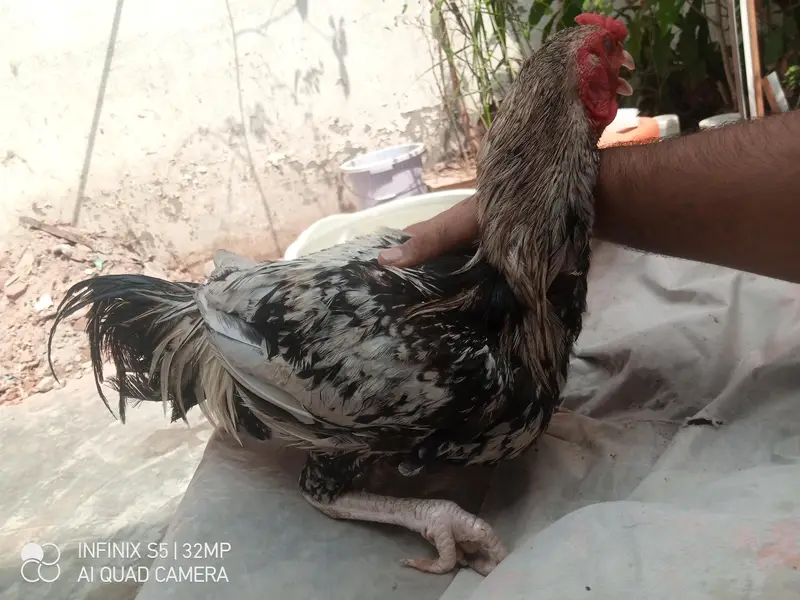 Hens. — photo 4