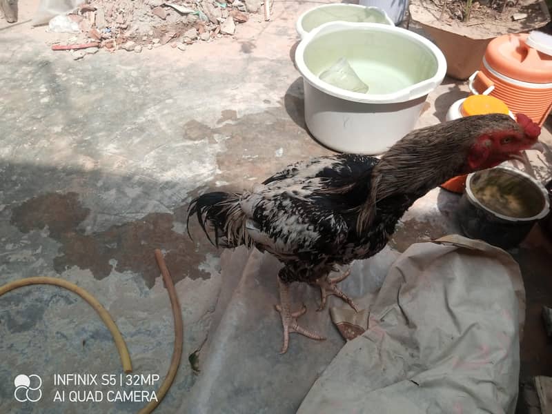 Hens. 4