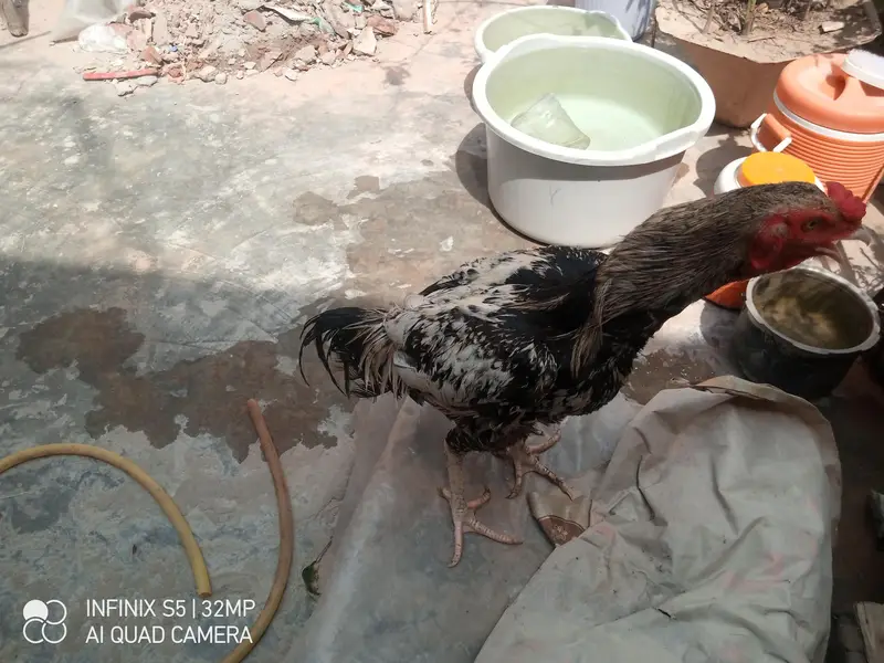 Hens. — photo 5