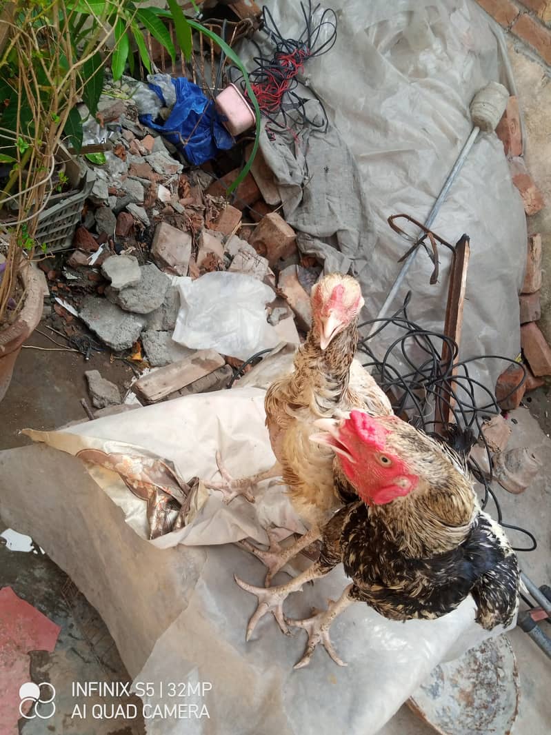 Hens. 5
