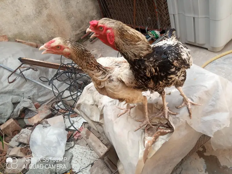 Hens. — photo 7