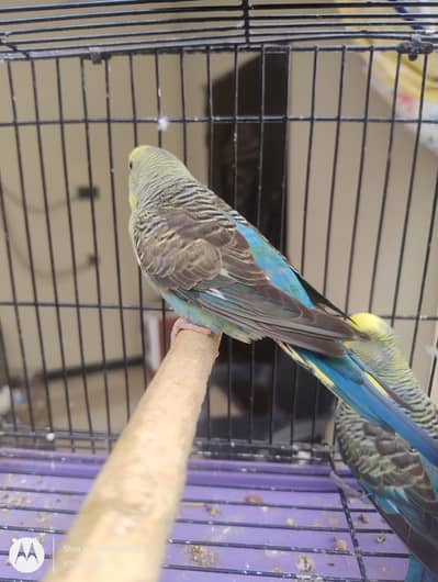 1 Black Wing Pair + 2 Black Wing Male Black Face Female + 3 split BF