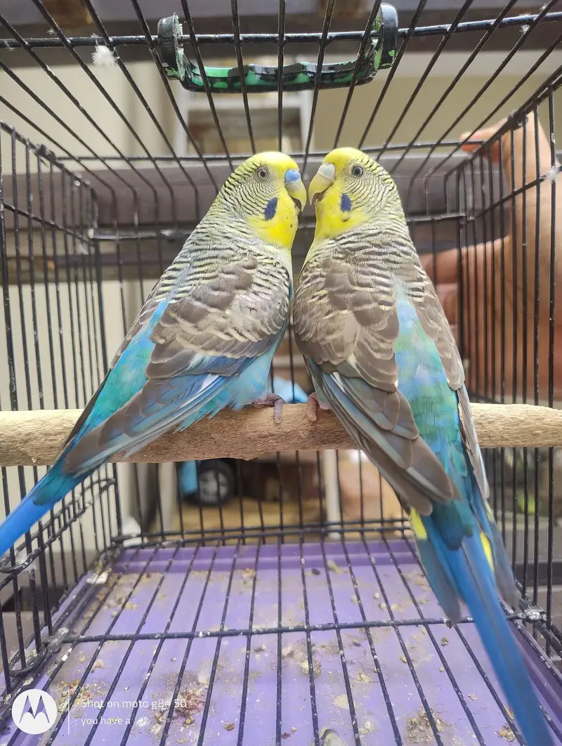 1 Black Wing Pair + 2 Black Wing Male Black Face Female + 3 split BF — photo 2