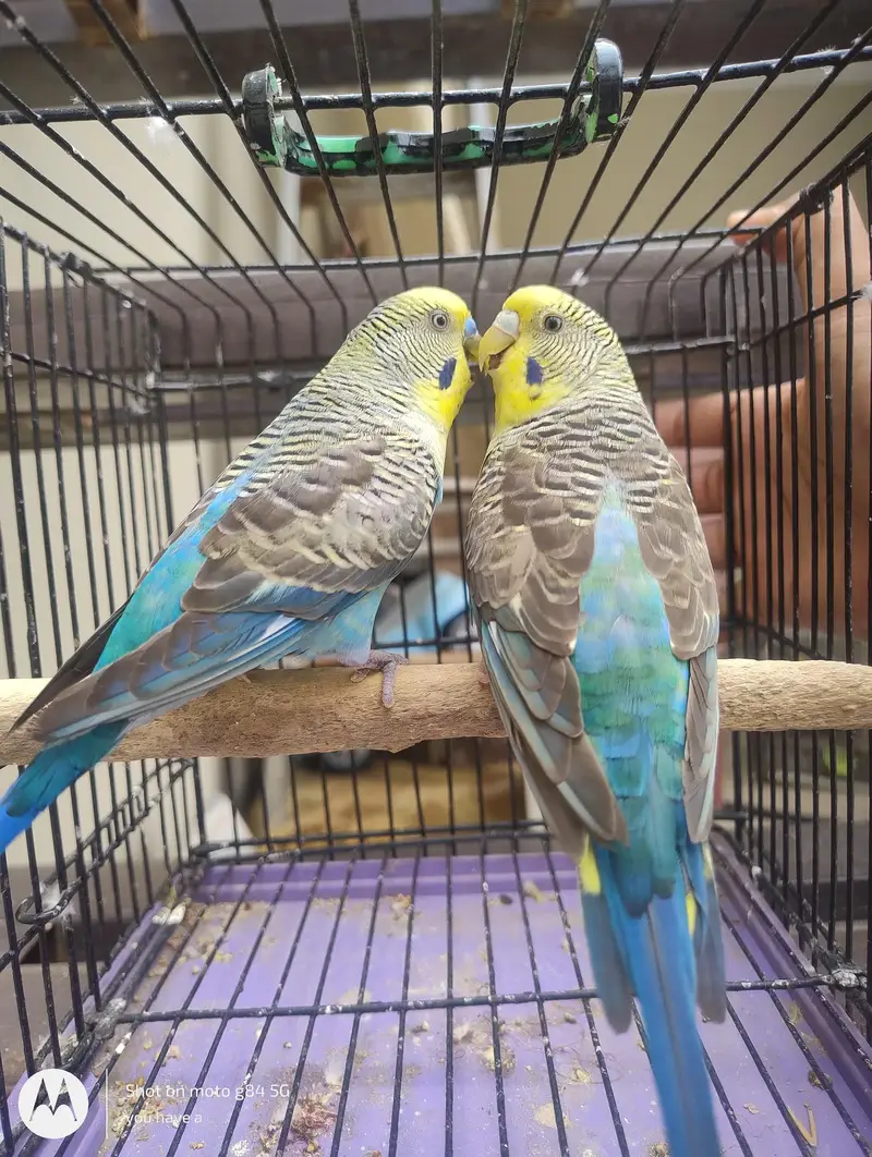 1 Black Wing Pair + 2 Black Wing Male Black Face Female + 3 split BF — photo 3