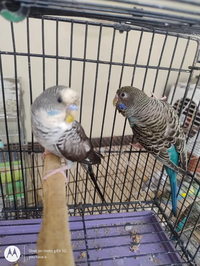 1 Black Wing Pair + 2 Black Wing Male Black Face Female + 3 split BF — photo 4