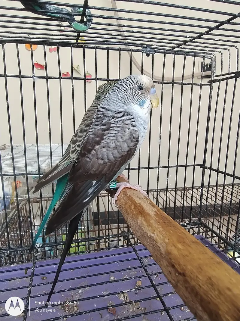 1 Black Wing Pair + 2 Black Wing Male Black Face Female + 3 split BF — photo 5
