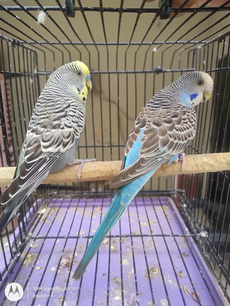 1 Black Wing Pair + 2 Black Wing Male Black Face Female + 3 split BF — photo 7