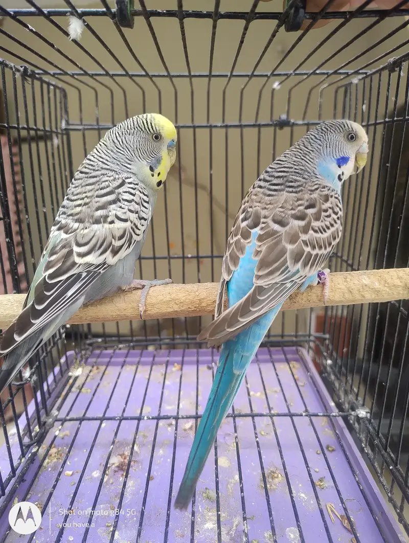 1 Black Wing Pair + 2 Black Wing Male Black Face Female + 3 split BF — photo 8
