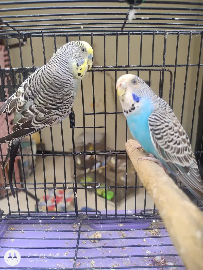 1 Black Wing Pair + 2 Black Wing Male Black Face Female + 3 split BF — photo 9