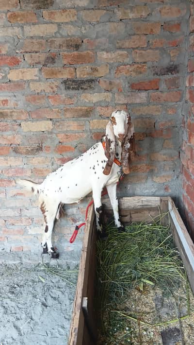 makhi china breder  bacha