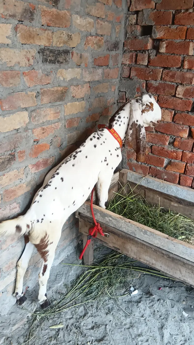 makhi china breder  bacha — photo 2