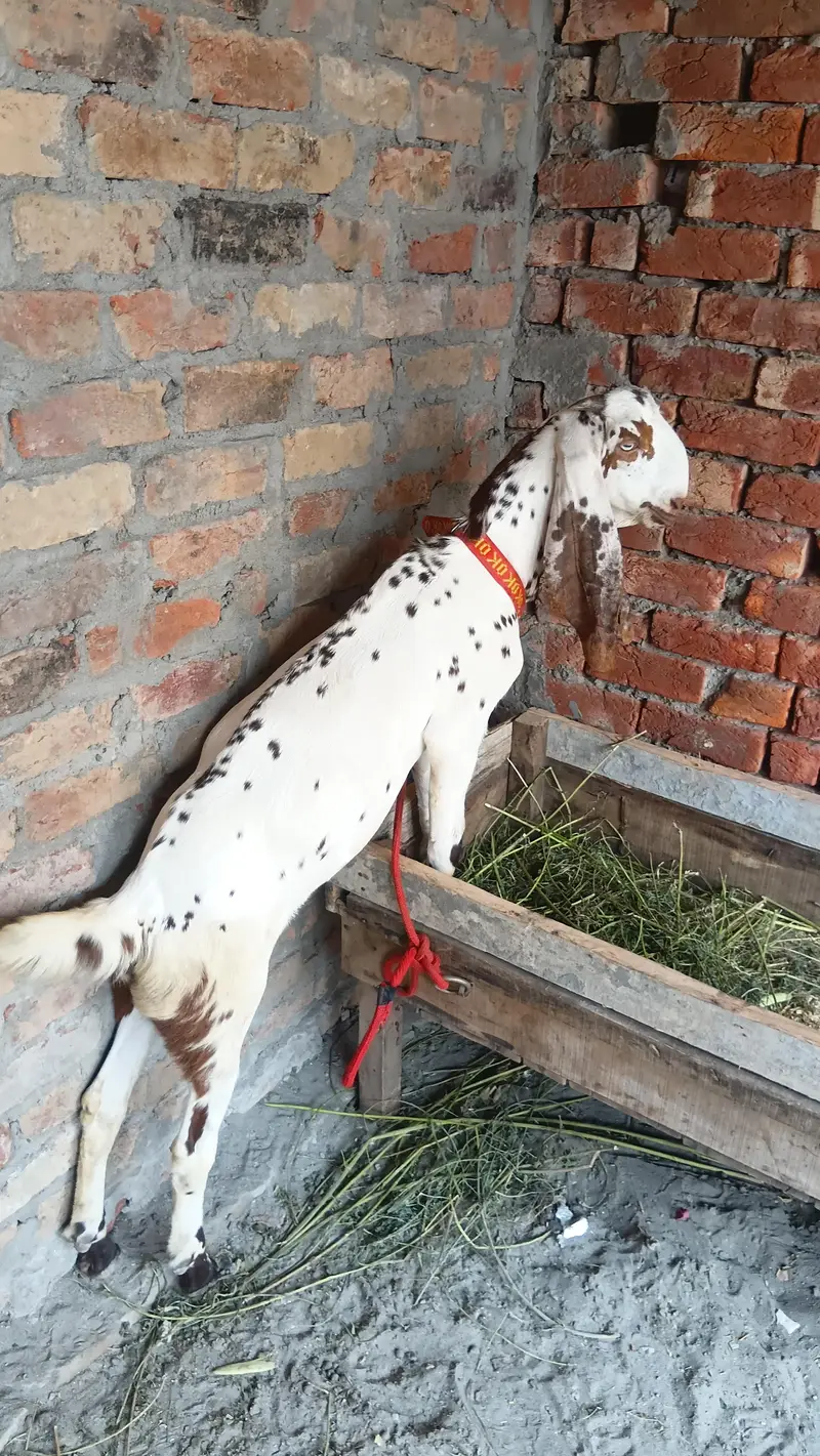 makhi china breder  bacha — photo 3