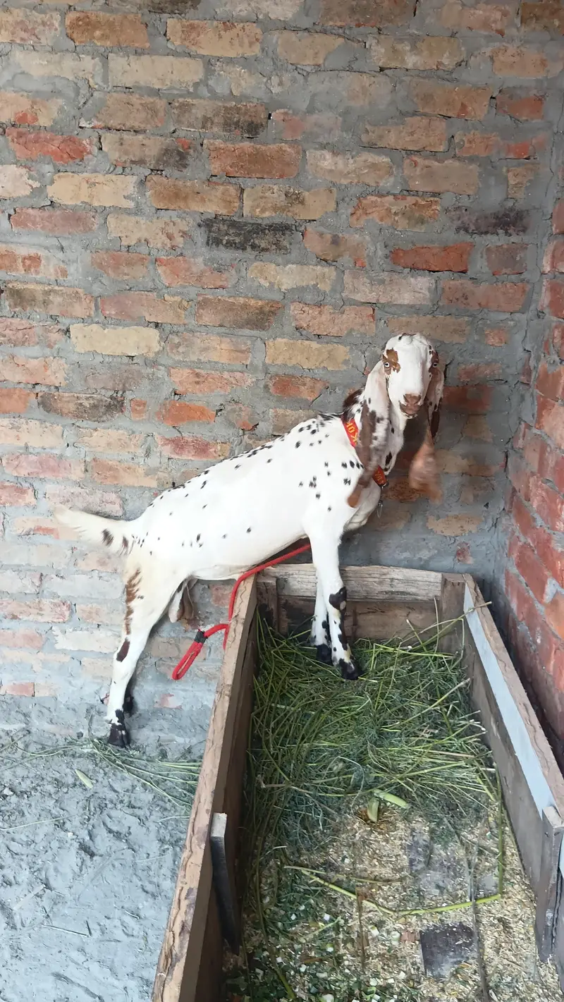 makhi china breder  bacha — photo 4