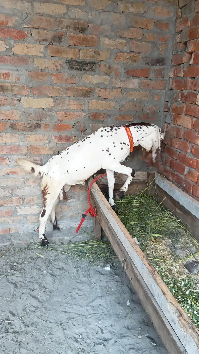 makhi china breder  bacha — photo 5