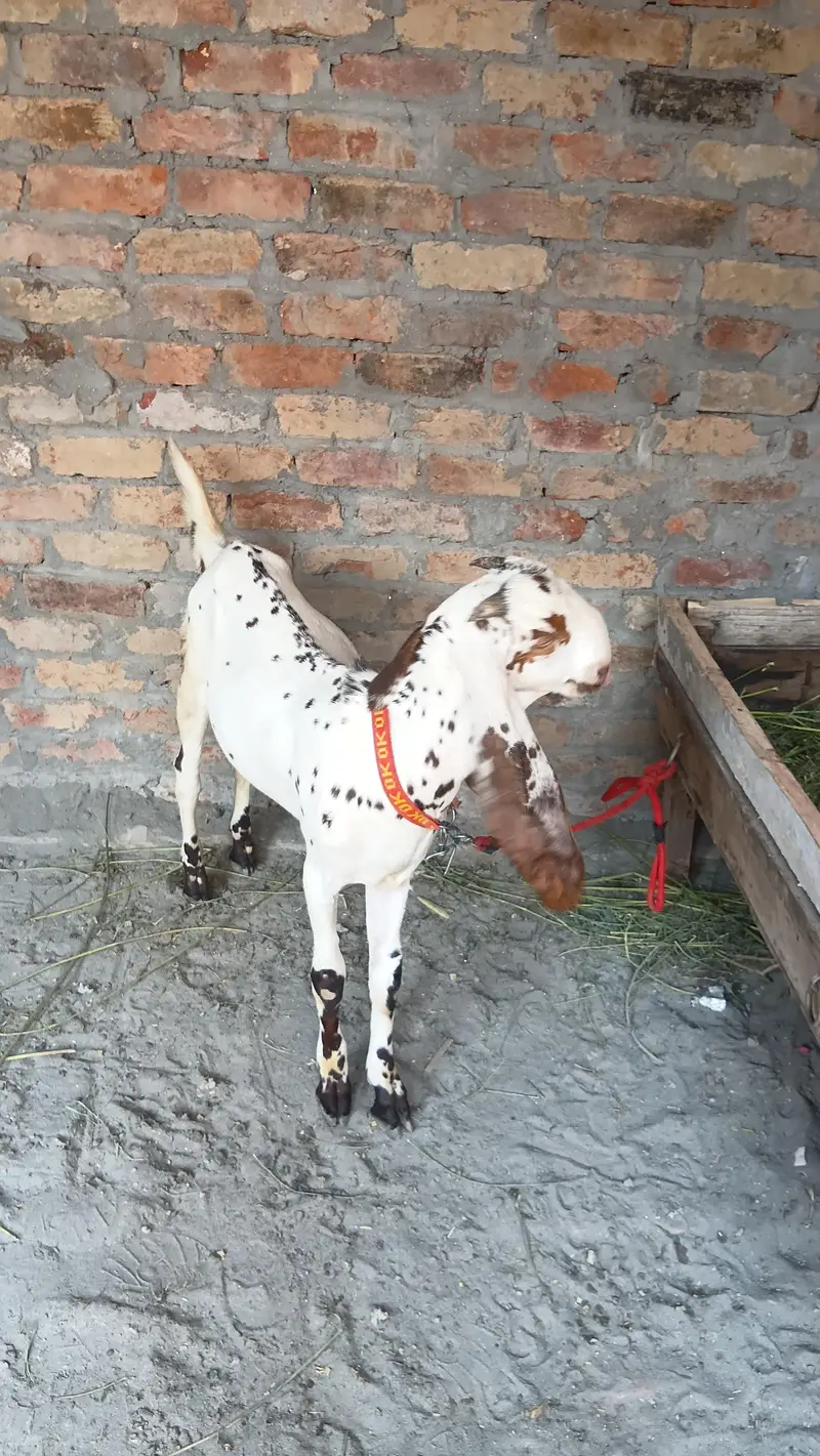 makhi china breder  bacha — photo 6