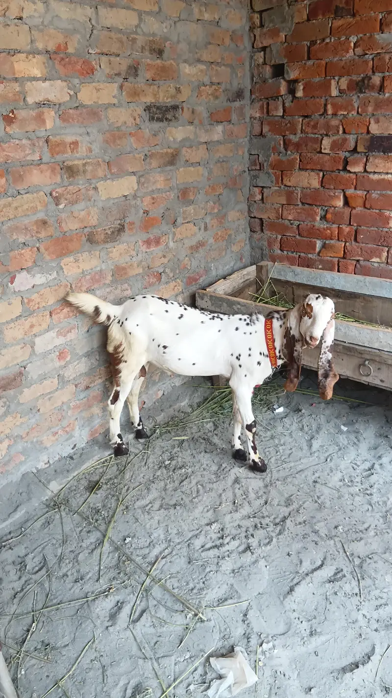makhi china breder  bacha — photo 7