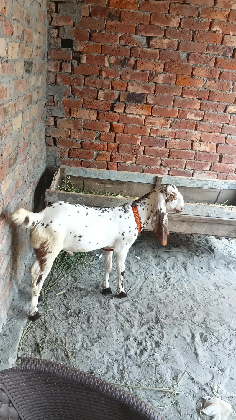makhi china breder  bacha — photo 8