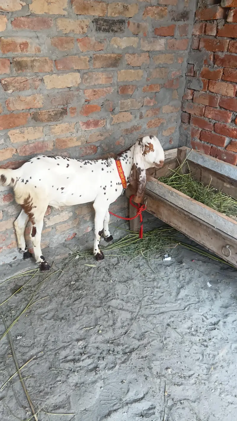 makhi china breder  bacha — photo 9