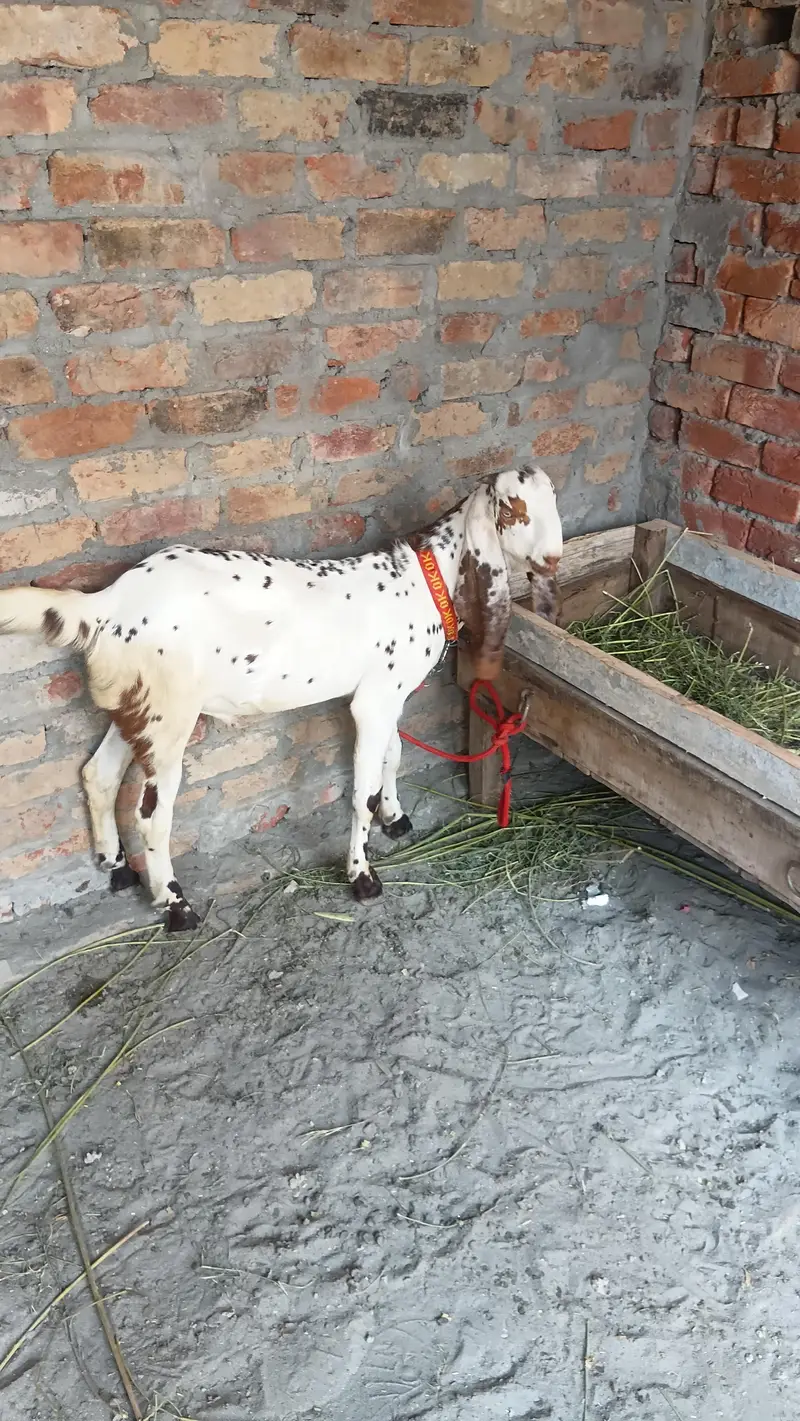 makhi china breder  bacha — photo 10