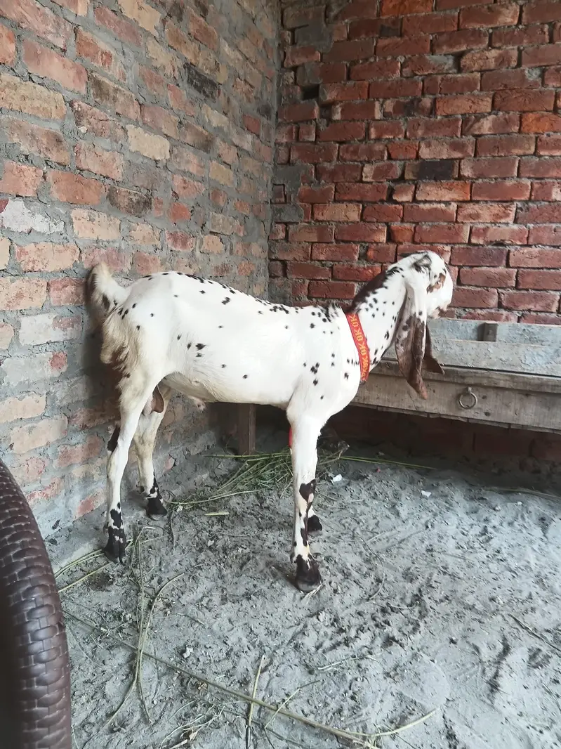 makhi china breder  bacha — photo 11