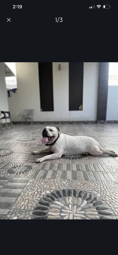 American bully female