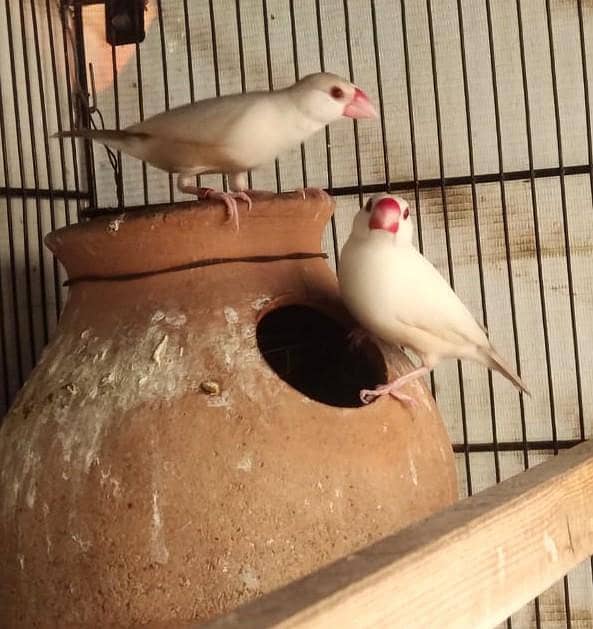pastel fawn java 0