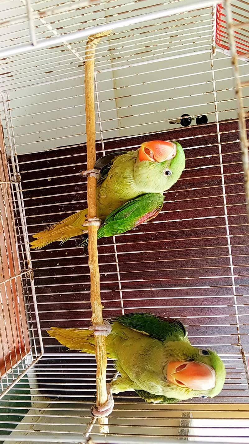 Parrots 1