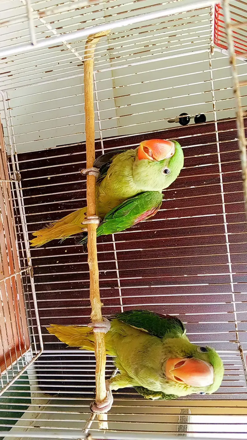 Parrots — photo 2
