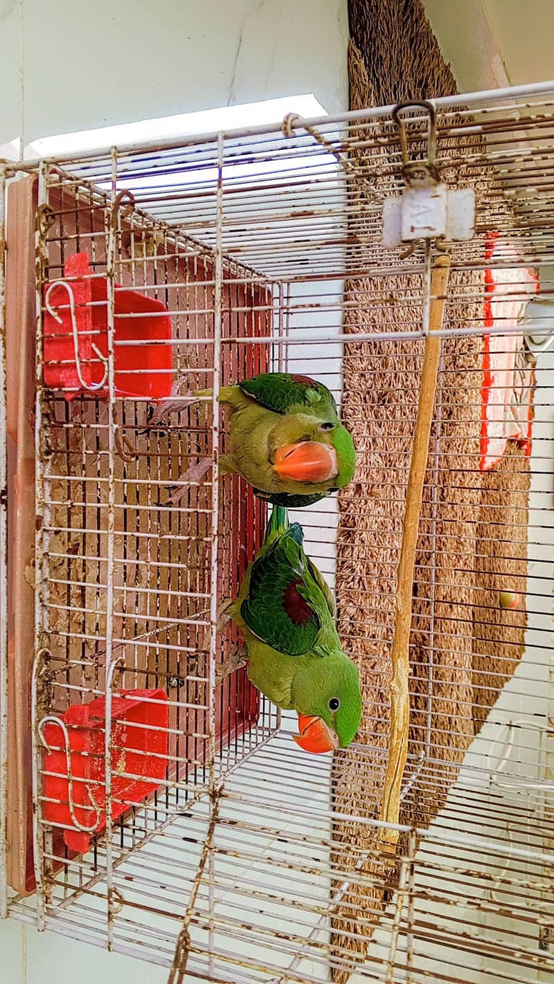 Parrots 2