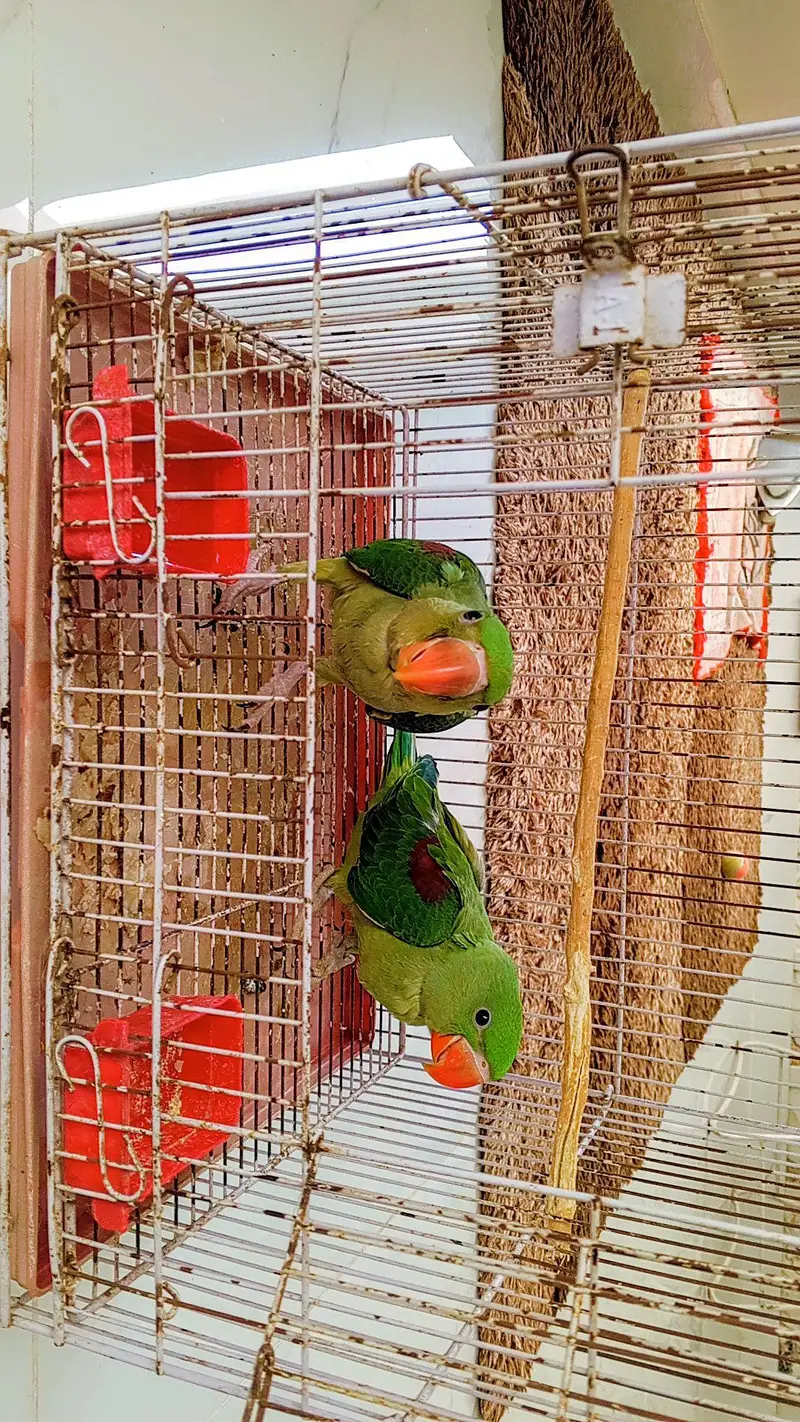 Parrots — photo 3