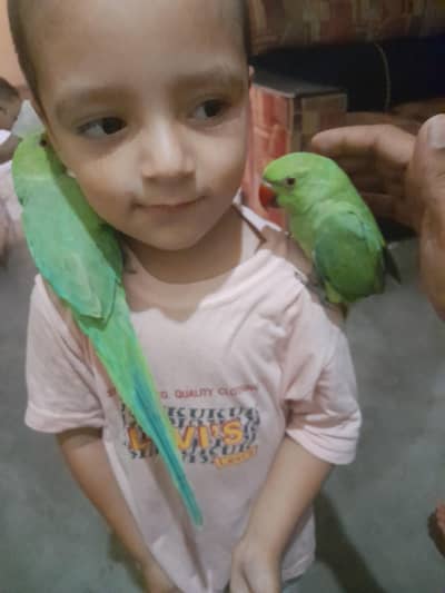 Mashallah baby parrot