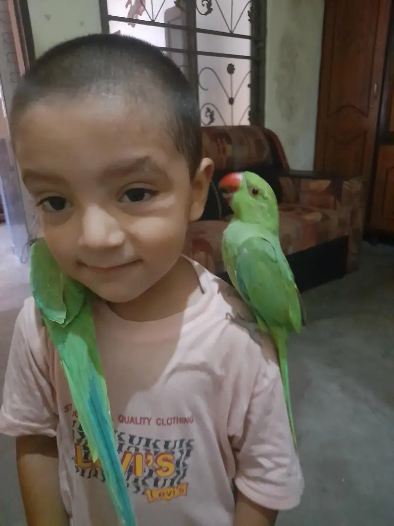 Mashallah baby parrot — photo 2