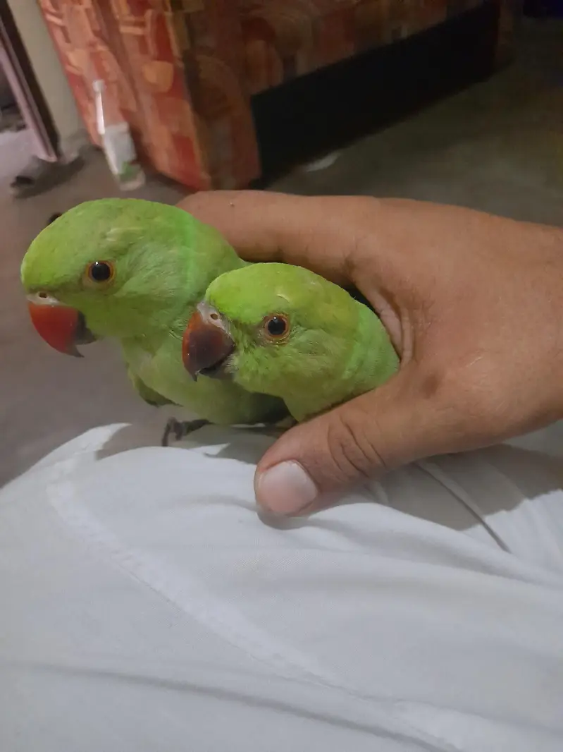 Mashallah baby parrot — photo 3