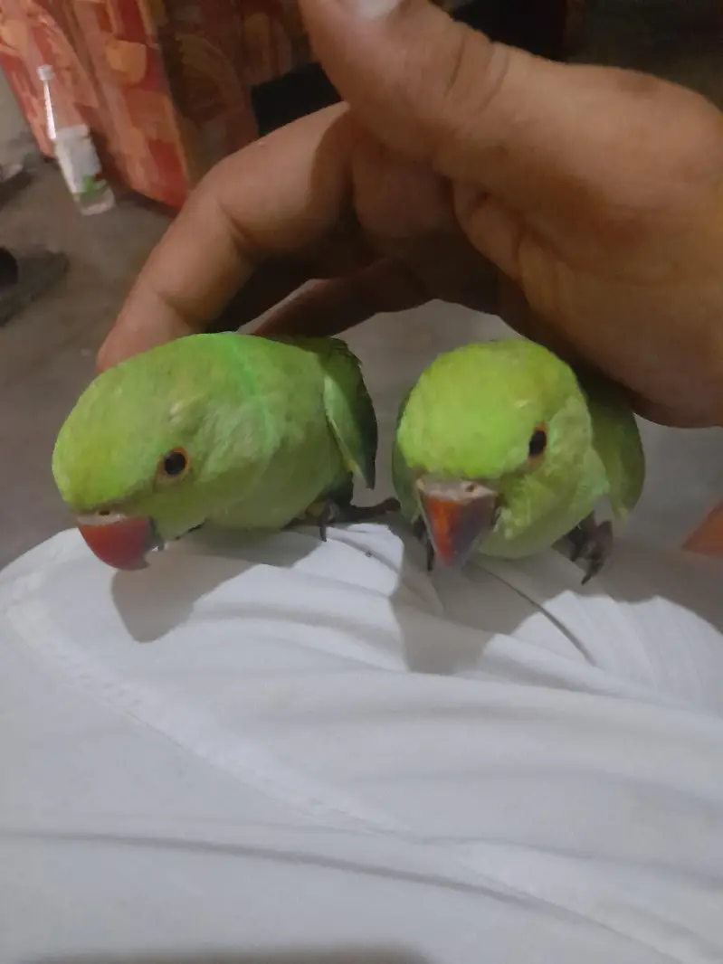 Mashallah baby parrot — photo 4