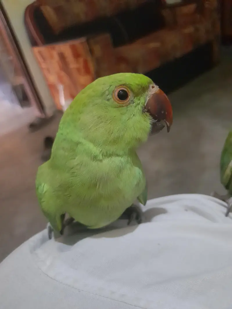 Mashallah baby parrot — photo 5