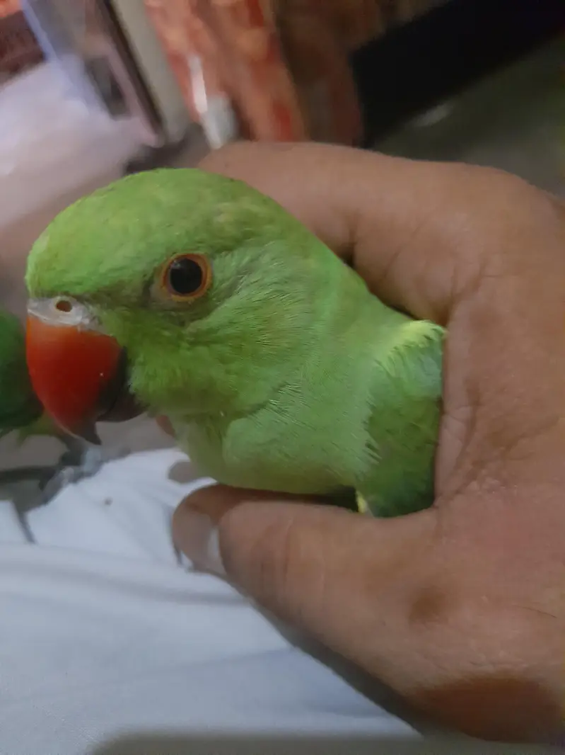 Mashallah baby parrot — photo 6