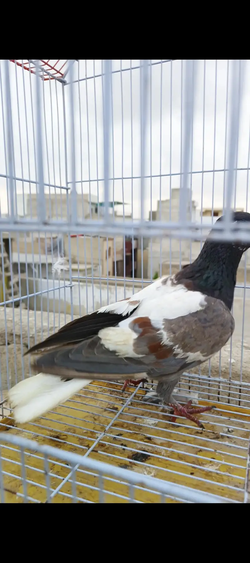 Breeder females — photo 2