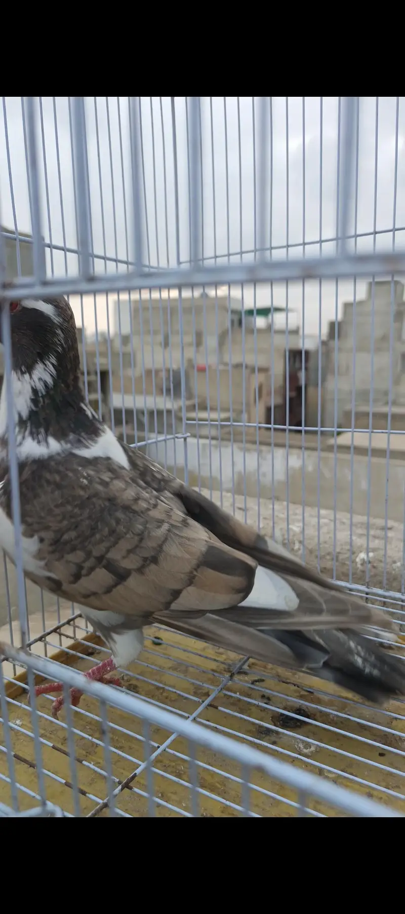 Breeder females — photo 3