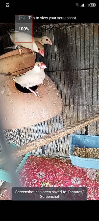 fawn java breeder pair with one chick  for sell