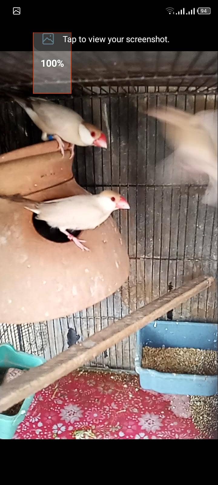 fawn java breeder pair with one chick  for sell 1