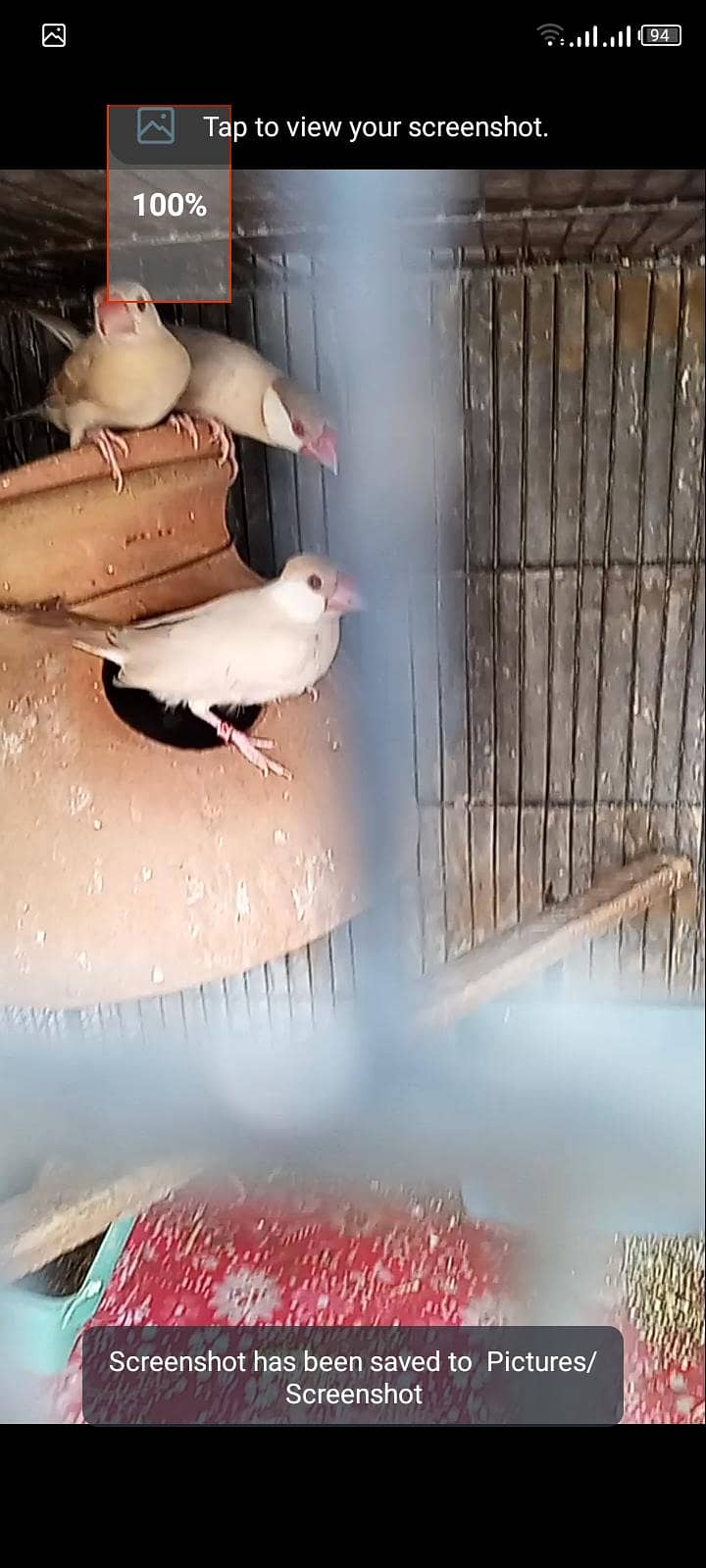 fawn java breeder pair with one chick  for sell 2
