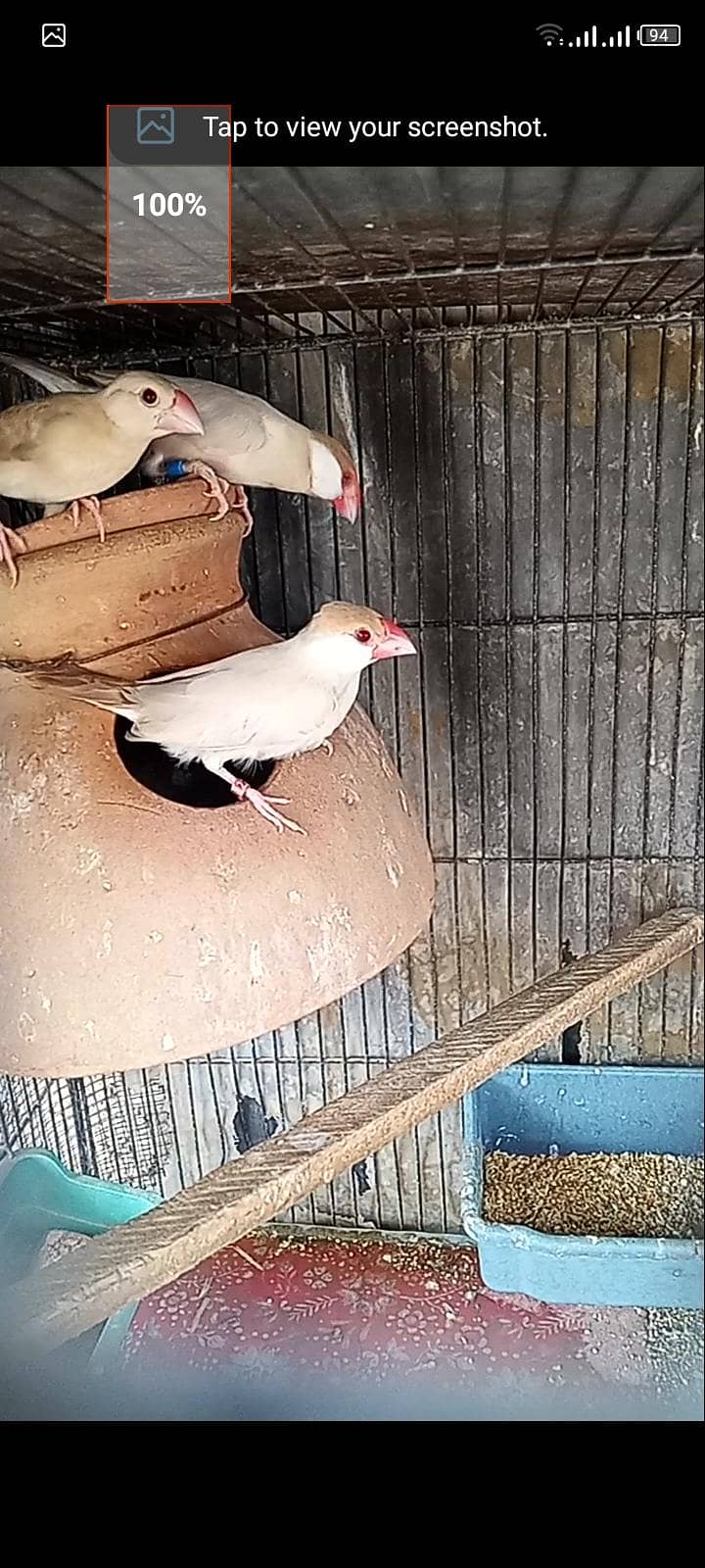 fawn java breeder pair with one chick  for sell 3
