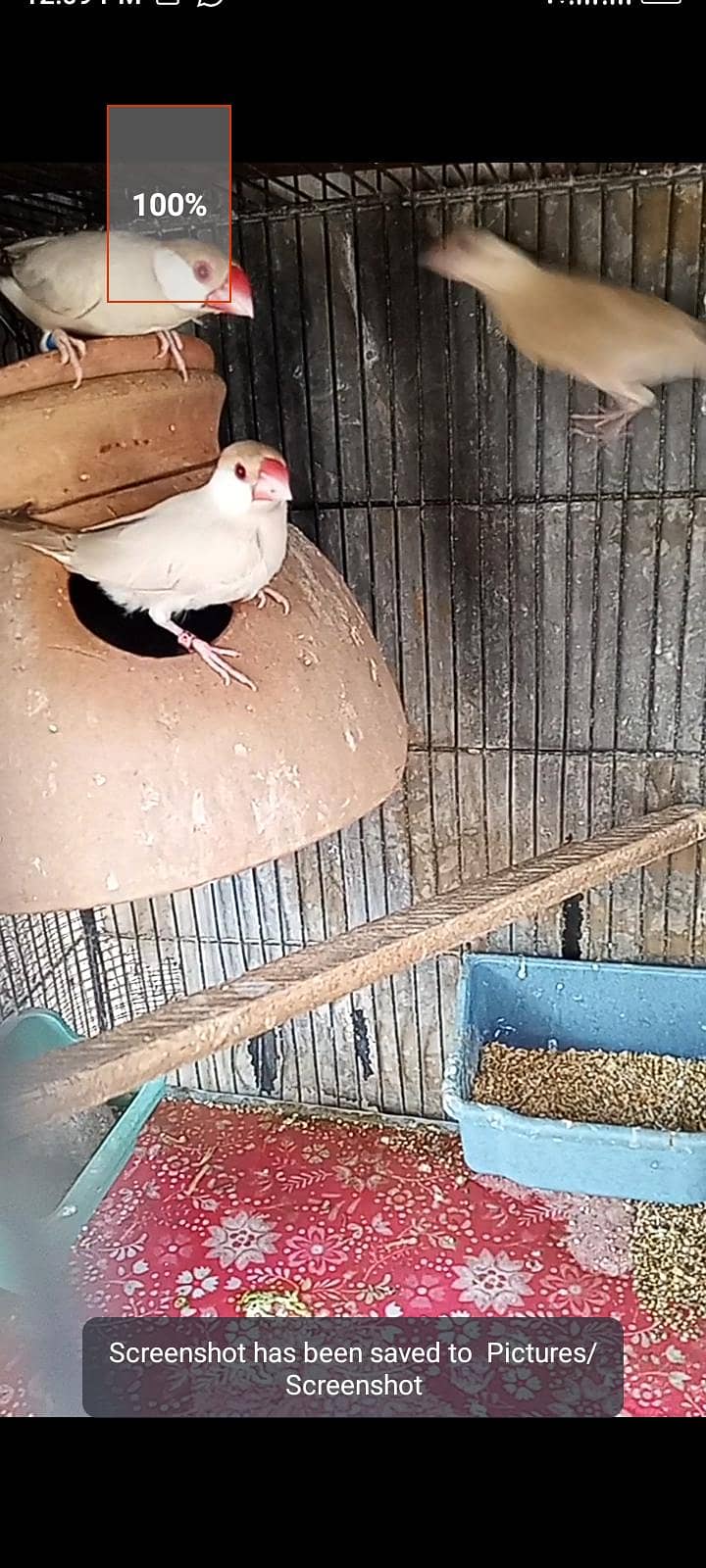 fawn java breeder pair with one chick  for sell 4